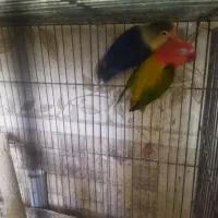 مولد کار داده طوطی برزیلی