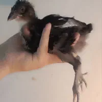 جوجه