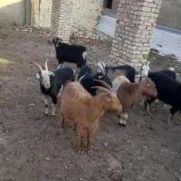 ۱۵ راس بز عراقی ابستن سه ماه و نیم