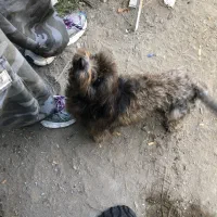 واگذاری سگ شیتزو تیرییر ماده