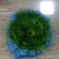 اسکاج|حراج|بیرجند, |دیوار
