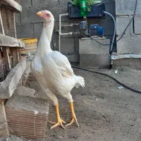 مرغ لاری نسلدار|حیوانات مزرعه|گمیشان, |دیوار