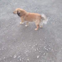 جسی|سگ|تهران, تهران‌نو|دیوار