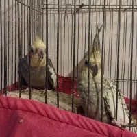 طوطی عروس جفت. نره کاملا حرف میزنه