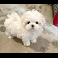 توله‌های پودل عروسکی|سگ|شیراز, دکتر حسابی|دیوار