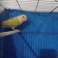 کوتوله|پرنده|اصفهان, عاشقآباد|دیوار