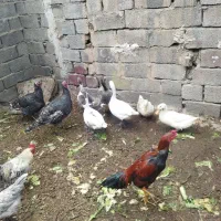 تعدادی غاز بوقلمون و خروس