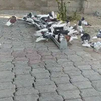 این کفترها روز پنجشنبه دزدیده شدن.،5ملیون مژدگانی.|حیوانات|مرند, |دیوار