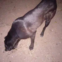 سگ گم شده|سگ|بوئین زهرا, |دیوار