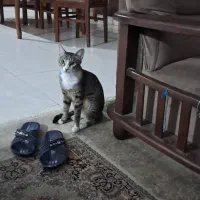 واگذاری گربه