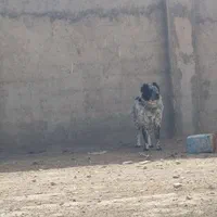 یک جفت سگ خاکستری گم شده|حیوانات|اصفهان, تیران|دیوار