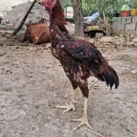 خروس لاری