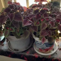 گل های طبیعی زیبا|گل و گیاه طبیعی|دشتابی, |دیوار