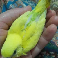 مرغ عشق جفت|پرنده|قدس, شهرقدس|دیوار