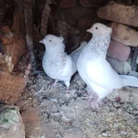 کبوتر|پرنده|بم, |دیوار