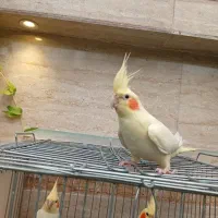 سی جفت عروس هلندی به همراه قفس پرون لانه ام دی اف|پرنده|شیراز, فخرآباد (دروازه کازرون)|دیوار