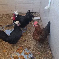 فروش مرغ و خروس