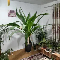 گل برگ موزی بزرگ.قیمت 3000000تومان|گل و گیاه طبیعی|کرمان, |دیوار