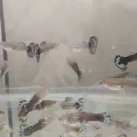 ماهی گوپی شکم پر از بهترین نژاد|ماهی|لردگان, |دیوار