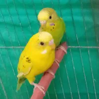مرغ عشق|پرنده|کرمانشاه, |دیوار