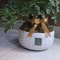 گل بونسای سالم سالم|گل و گیاه طبیعی|فردیس, فردیس|دیوار