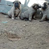 کانگال توله نر و ماده از پدر مادر وارداتی|سگ|پردیس, فاز ۶|دیوار