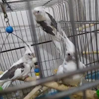 عروس هلندی|پرنده|قم, کیوانفر|دیوار