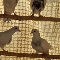جوجه|حیوانات مزرعه|تهران, تهرانپارس شرقی|دیوار