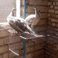 دو جوجه طاووس ارسالی