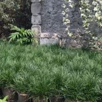 یال اسبی