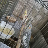 عروس هلندی لوتینو و گری|پرنده|تهران, ابوذر|دیوار