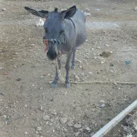 الاغ|حیوانات مزرعه|منج, |دیوار