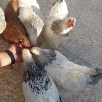 تخم مرغ نطفه دار برهما|پرنده|اندیشه, اندیشه فاز ۵|دیوار