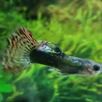 ماهی گوپی|ماهی|ملایر, |دیوار