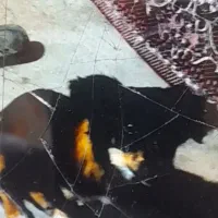 توله سگدر قسمت حیوانات