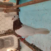 طوقی ماده کلاه دار|پرنده|قائمشهر, |دیوار