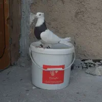 کفتر طوقی وسبز|پرنده|بندر ماهشهر, |دیوار