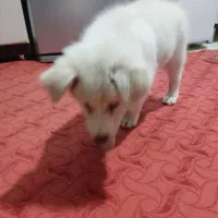 سگ بازیگوش فوری