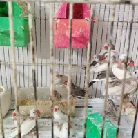 فنچ|پرنده|مشهد, نکاح|دیوار