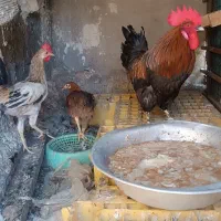خروس عربی|حیوانات مزرعه|اهواز, کوی رمضان|دیوار