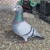 سبز نرکیلومتری