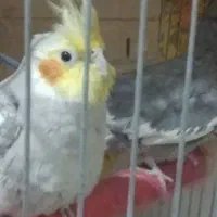 یک جفت عروس هلندی سالم همراه با قفس