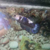 ماهی|ماهی|اسدآباد, |دیوار