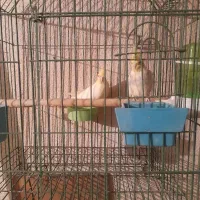 فروش یک جفت عروس هلندی|پرنده|تهران, مشیریه|دیوار