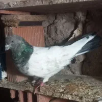 کبوتر