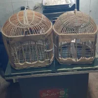 قفس کوردستانی بلدرچین کوهی