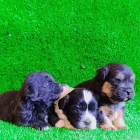 واگذاری شیتزو سوپر تریر مینیاتوری وارداتی|سگ|تبریز, |دیوار