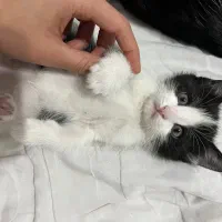 واگذاری بچه گربه ۲ ماهه|گربه|تهران, ارامنه|دیوار