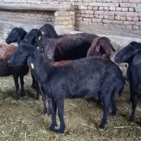 میش جوان کاور دو دندان و چهار دندون آبستن|حیوانات مزرعه|زاوه, |دیوار