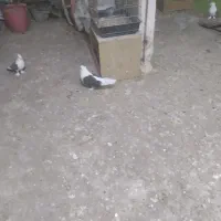 کبوتر دوکت سیاه ماده